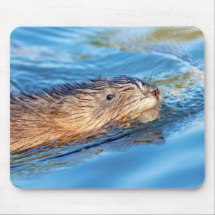 Muskrat vid Vassar Farms ekologiska reservat Musmatta