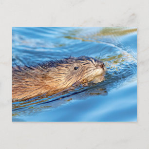 Muskrat vid Vassar Farms ekologiska reservat Vykort
