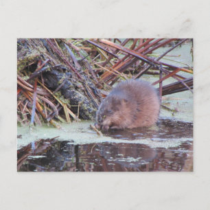 Muskrat Vykort