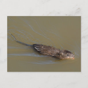 Muskrat-vykort Vykort