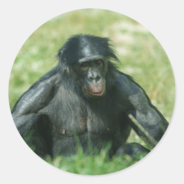 Muskulärt Bonobo i Grass Runt Klistermärke
