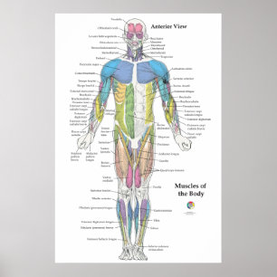 Muskulatur Anatomi Framifrån Diagram Poster