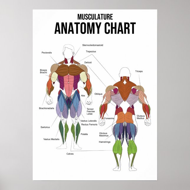 Muskulaturanatomi Diagram - Muskeldiagram Poster (Framsidan)