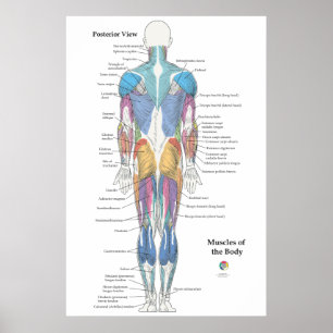 Muskulaturens anatomi bakre vy poster