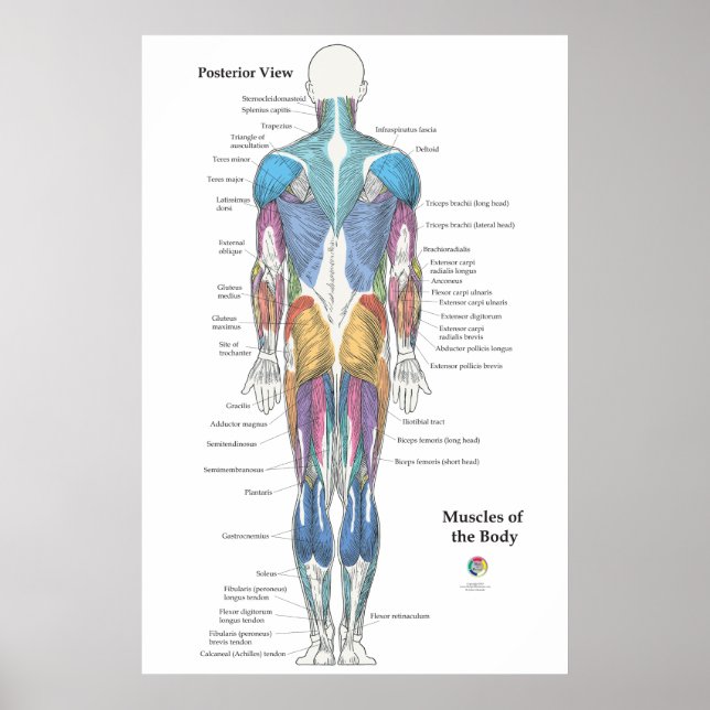 Muskulaturens anatomi bakre vy poster (Framsidan)