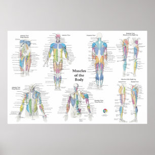 Muskulaturens anatomi posterior anterior poster