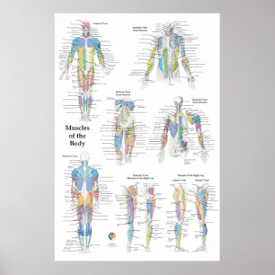 Muskulaturens anatomi posterior anterior poster