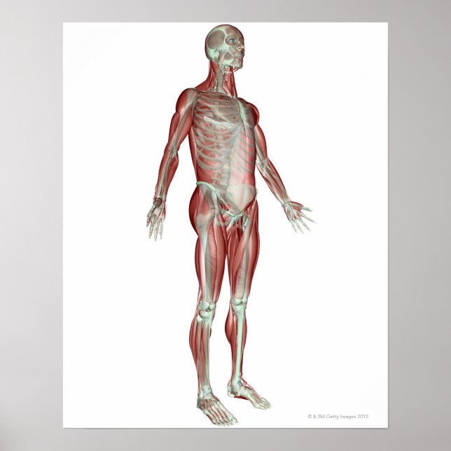 Muskuloskeletala systemet 8 poster (Framsidan)
