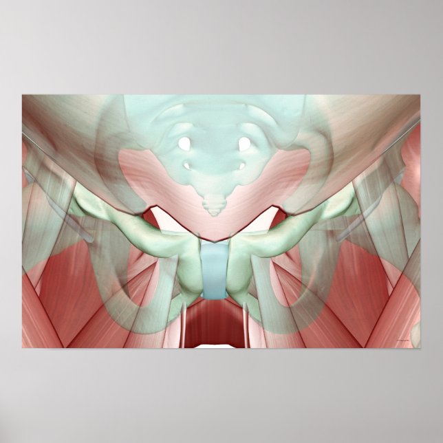 Muskuloskeletala systemet och bindväv 2 poster (Framsidan)