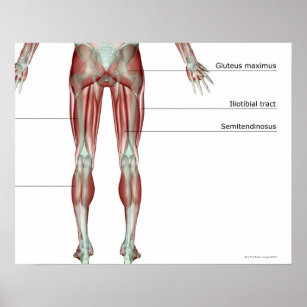 Muskuloskeletala systemet och bindväv poster