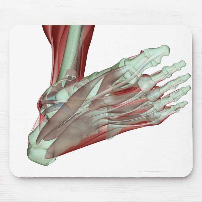 Muskuloskeletala systemet och muskuloskelettet 2 musmatta (Framsidan)