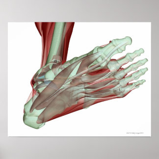 Muskuloskeletala systemet och muskuloskelettet 2 poster