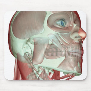 Muskuloskeletala systemet och Nacke 3 Musmatta