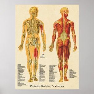 Muskuloskeletala systemet Skeleton Skelettanatomi Poster