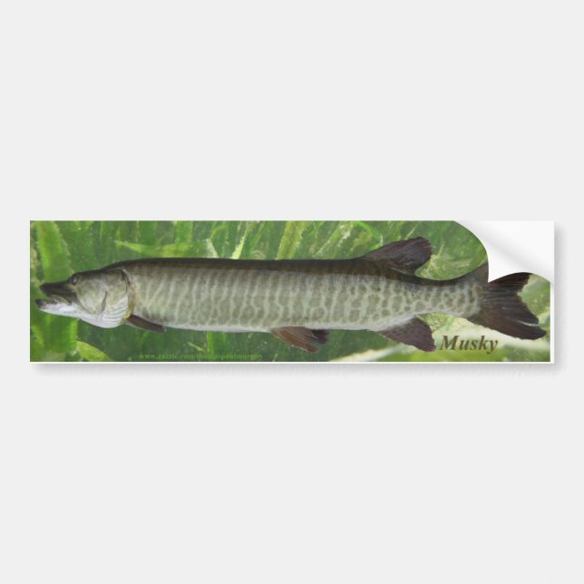 Musky bildekal (Framsidan)