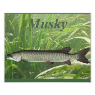 Musky Fototryck