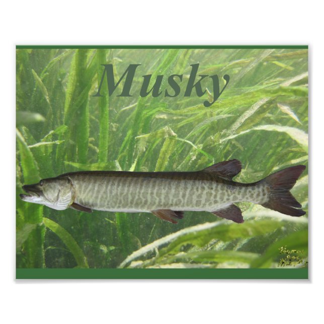 Musky Fototryck (Framsidan)