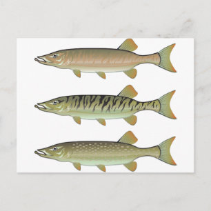 Musky Tiger musky och Northern Pike vector Vykort