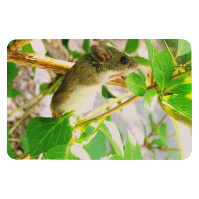 Musmagnet Magnet (Horisontell)