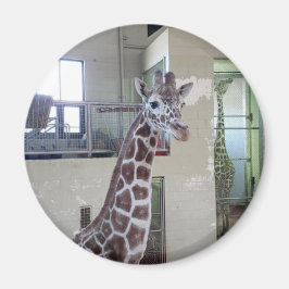 Musmagnet nr 2 magnet