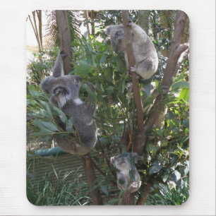 Musmatt Adopt A Koala Australien Musmatta
