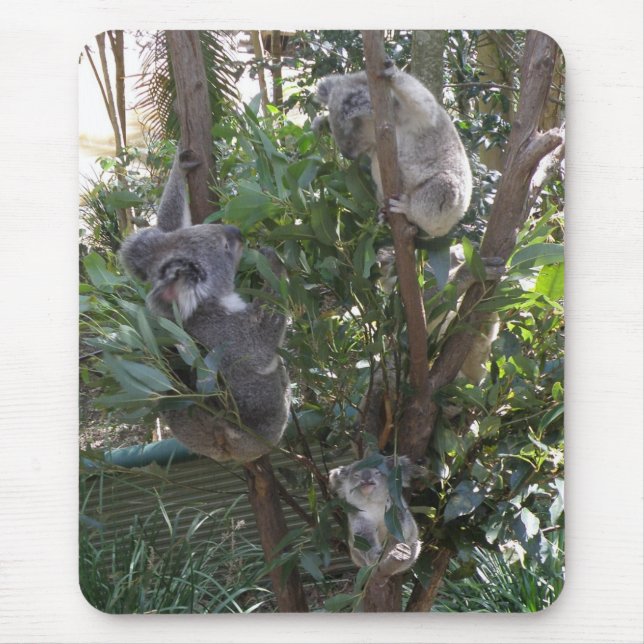 Musmatt Adopt A Koala Australien Musmatta (Framsidan)