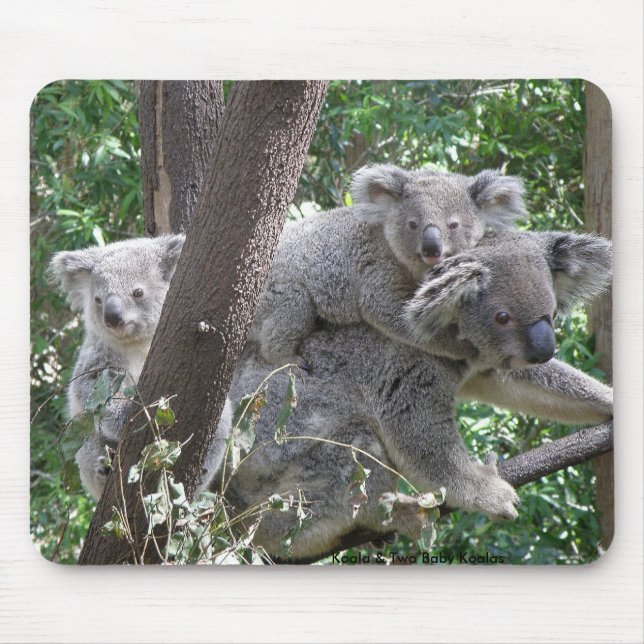 Musmatt Koala och två ungar Foto Australien Musmatta (Framsidan)