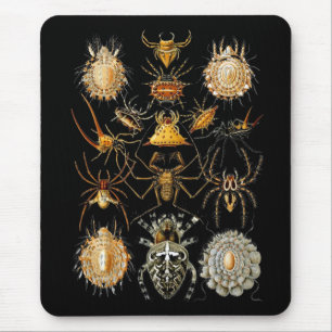 Musmatt Vintage konstnär Ernst Haeckel Arachnida Musmatta