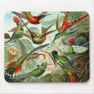 Musmatt Vintage konstnär Ernst Haeckel Trochilidae Musmatta
