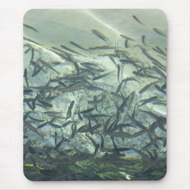 Musmatta (Framsidan)