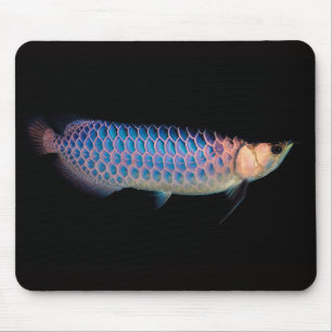 Musmatta av asiatisk arowana "blå typ"