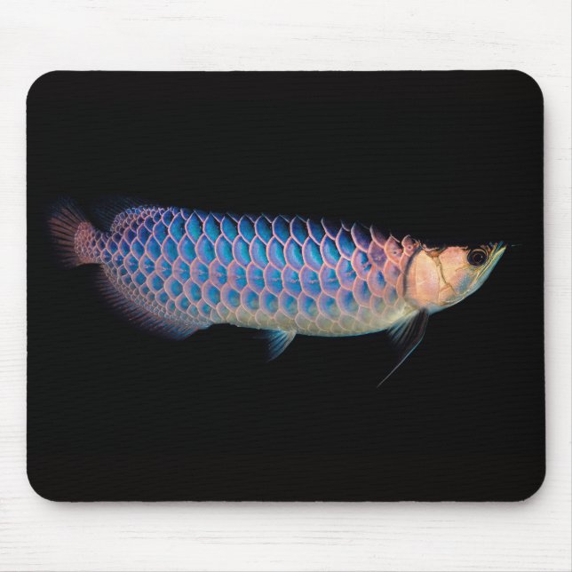 Musmatta av asiatisk arowana "blå typ" (Framsidan)