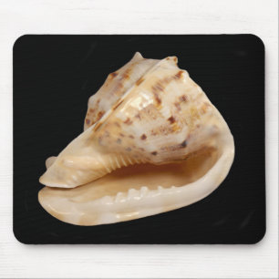 Musmatta för Conch Snäcka
