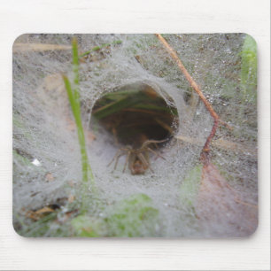 Musmatta för spider för europeisk Webben