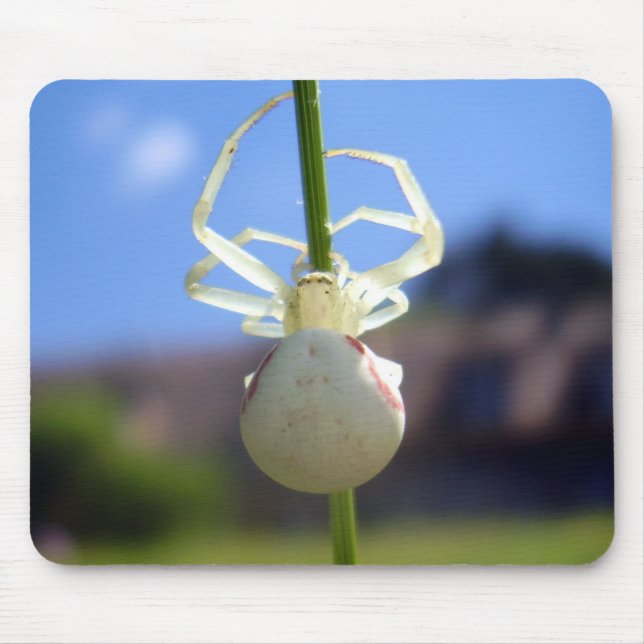 Musmatta för vit Krubbspider (Framsidan)