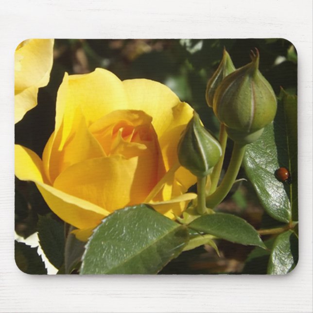Musmatta med gul ros och ladybug (Framsidan)