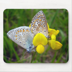 Musmattan Common Blue Butterflies Musmatta