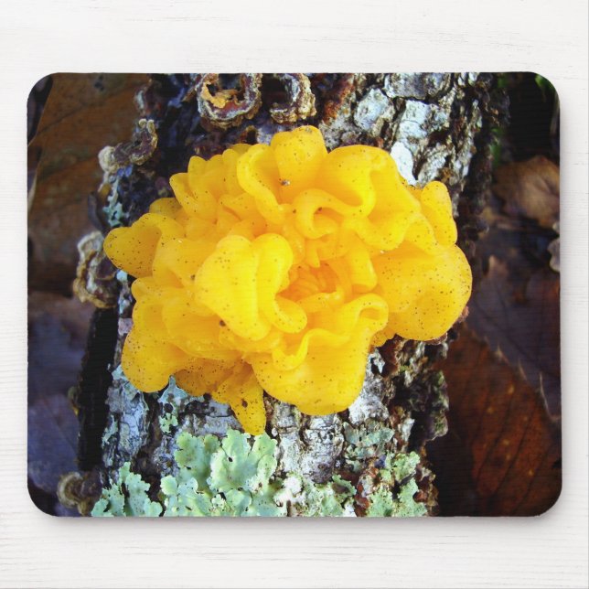 Musmattan Fungi Tremella Mesenterica Musmatta (Framsidan)