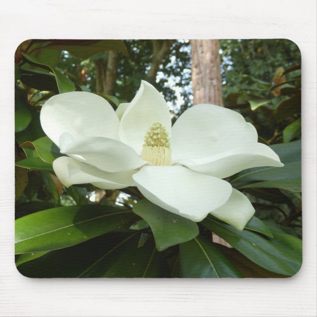 Musmattan Magnolia Grandiflora Musmatta (Framsidan)