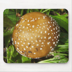 Musmattan Panther Cap Mushroom Musmatta
