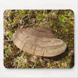 Musmattan Phellinus igniarius Mushroom Musmatta