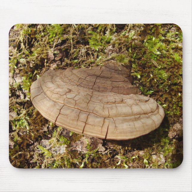Musmattan Phellinus igniarius Mushroom Musmatta (Framsidan)