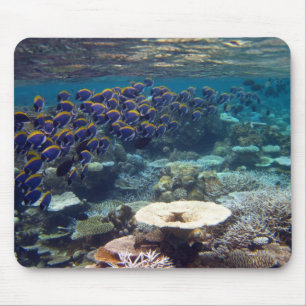 Musmattan - pudra blåttkirurgfisken musmatta