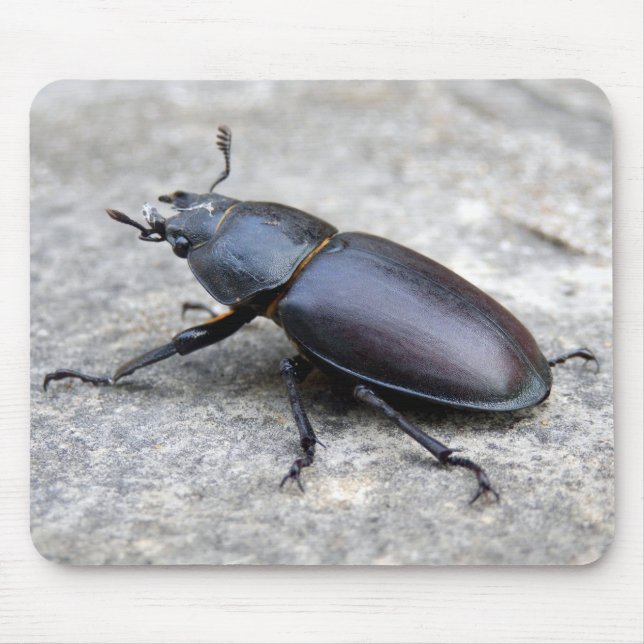 Musmattan Stag Beetle Musmatta (Framsidan)