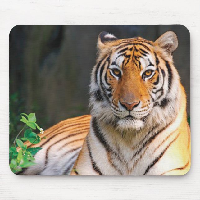 Musmattan Tiger Musmatta (Framsidan)