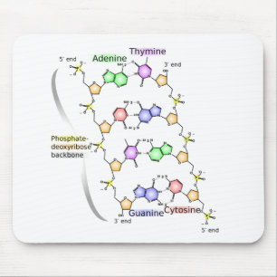 Musmattediagram över DNA:s kemiska struktur Musmatta