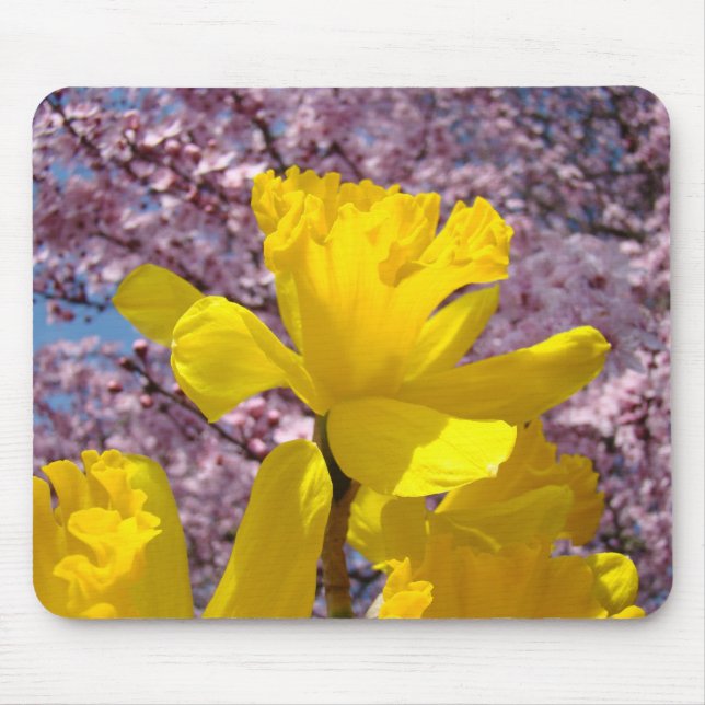 Musmattor Vårens Narcisser Rosa Blommor (Framsidan)