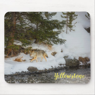 Musmattor-Yellowstone Coyote Musmatta