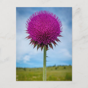 Musse Thistle Photo Postcard Vykort