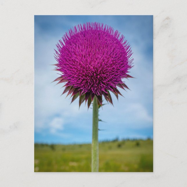 Musse Thistle Photo Postcard Vykort (Framsida)
